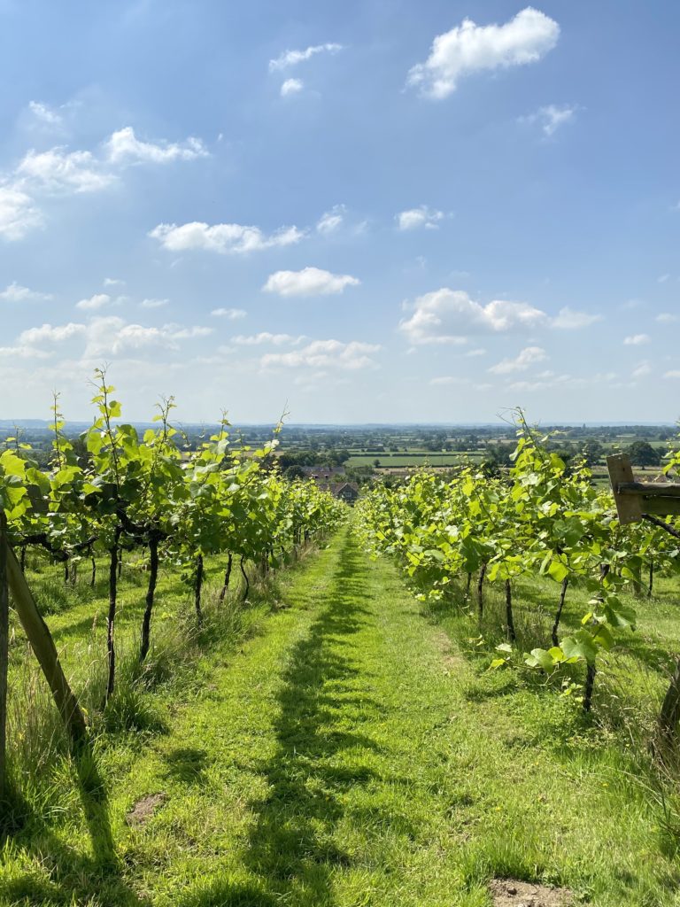 Rows of Vines at Wraxall Vineyard