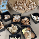 Moreton Mushrooms and Tilly's Traditionals selling mushrooms and eggs at Pimlico Road Farmers Market